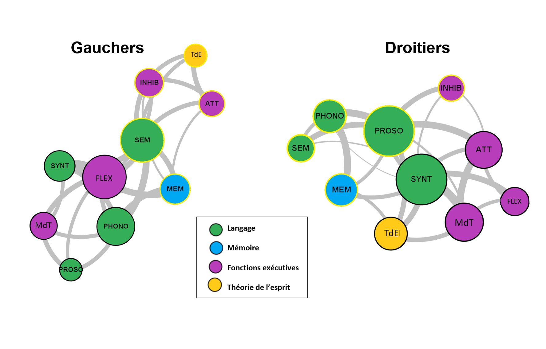 Représentation par graphes du réseau cognitif pour les participants droitiers et gauchers. © Anna Borne et Marcela Perrone-Bertolotti
