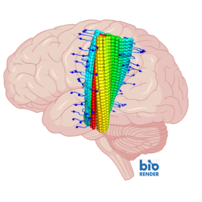 Visualisation d’un cerveau avec un filament amyloïde-β, en bleu la position de la mutation islandaise protégeant de la maladie d’Alzheimer. Crédits : Luc Bousset, Marc Dhenain