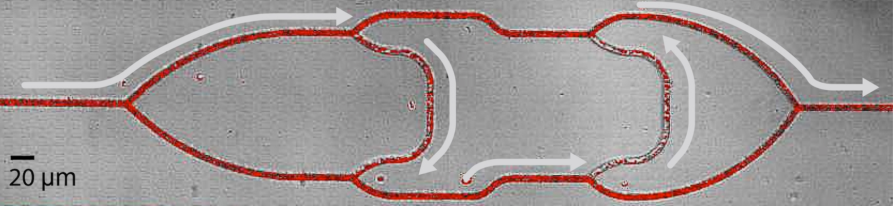 Exemple de détour suivi par une portion des globules rouges pour traverser le réseau. Cet écoulement brise la symétrie miroir par rapport à l’horizontale du système © M. Alonzo et G. Coupier.