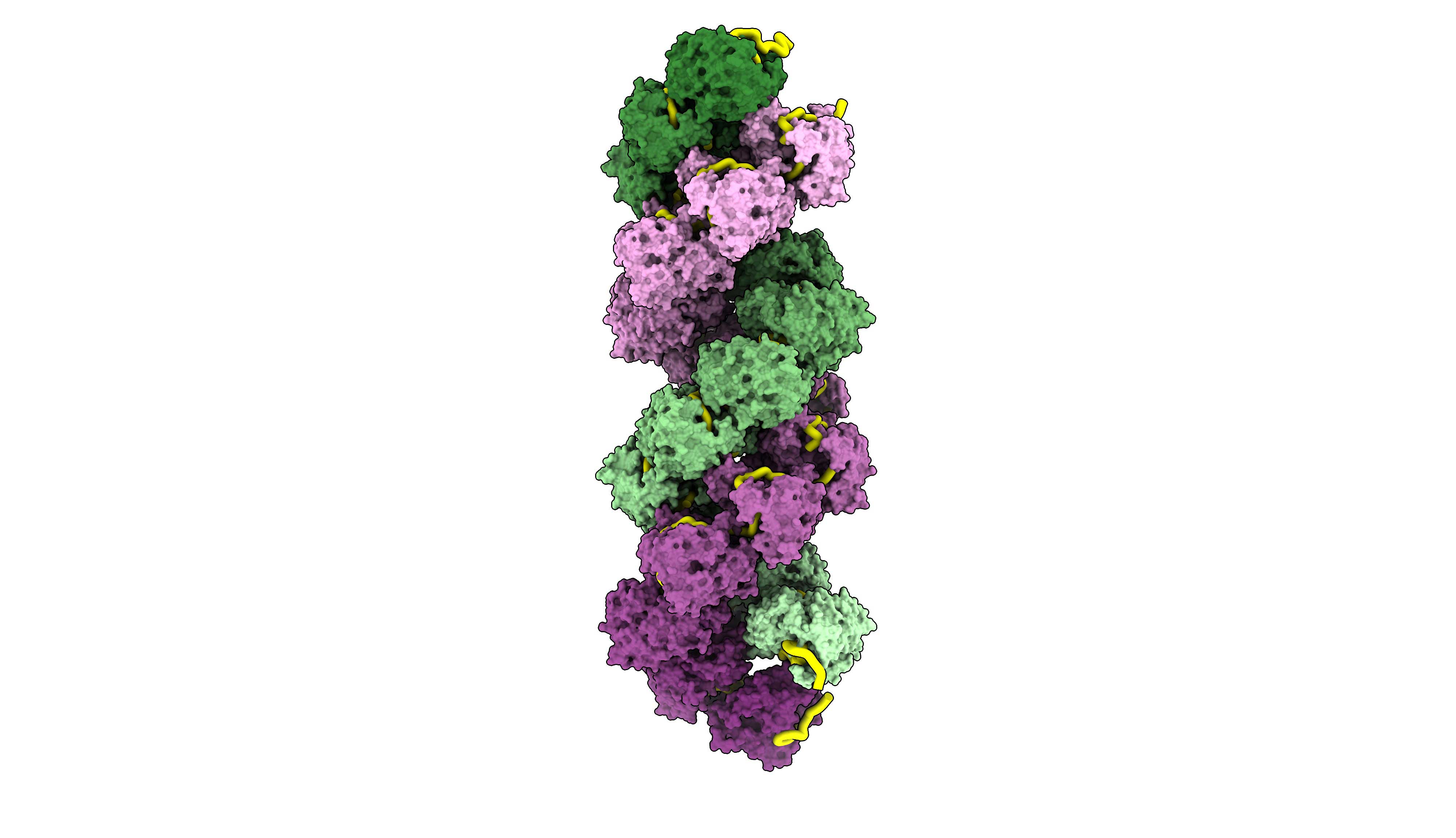 Reconstruction 3D de l’agencement d’une molécule d’ARN du virus de la grippe (en jaune) dans son manteau protéique en double hélice (en violet et en vert). La visualisation atomique de ces intimes interactions protectrices, ouvre la porte au développement de molécules qui en venant interférer entre les ARN et leur manteau protecteur, pourraient fournir un moyen efficace d’empêcher la réplication du virus.© Chenavier-Crépin