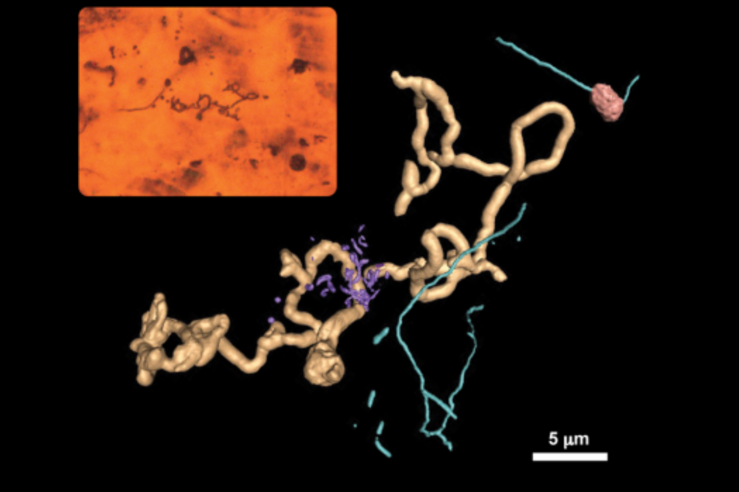Figure : Fossiles de microorganismes de Rio Tinto, Espagne, observés par microscopie optique et vue correspondante de leur nanoimagerie 3D par laminographie à rayons X ptychographique (PyXL)